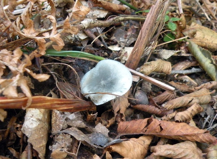 Potrebbe essere Clitocybe font-queri?